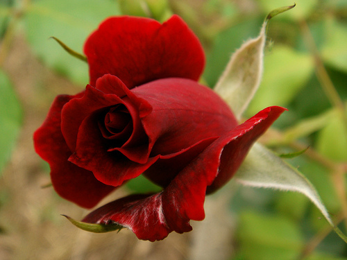 Beautiful red rose Beautiful red rose