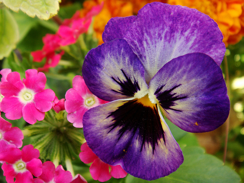 Pretty exotic flower Pretty exotic flower