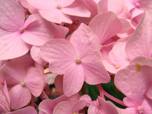 Pink pedal flowers
