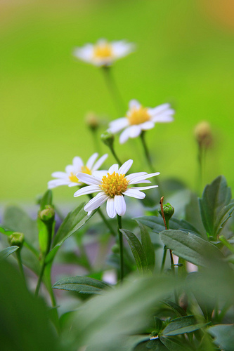Beautiful daisies Beautiful daisies