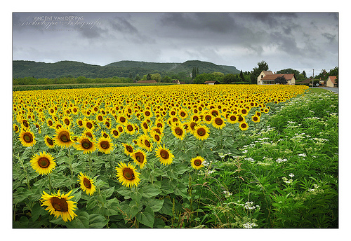 Field of sunflowers Field of sunflowers