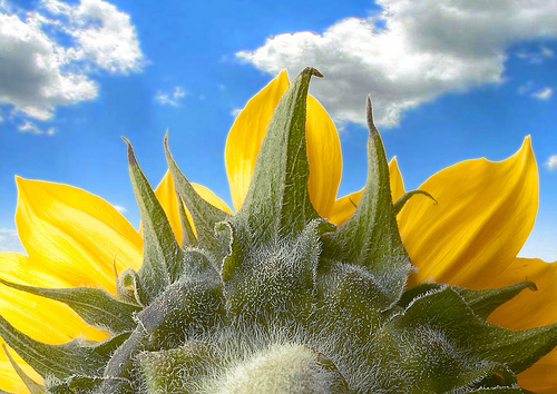 Sunflower in the sky Sunflower in the sky