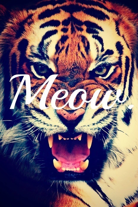 Meow Meow