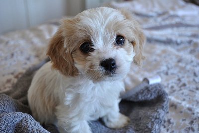 Cute little puppy
