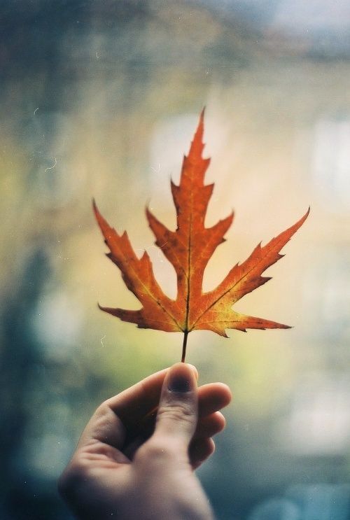 Single leaf
