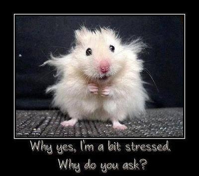 stressed stressed