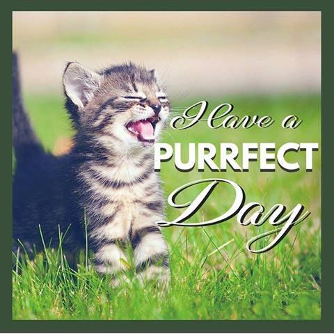 302800-Have-A-Purrfect-Day.jpg