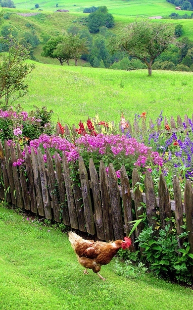Countryside garden 