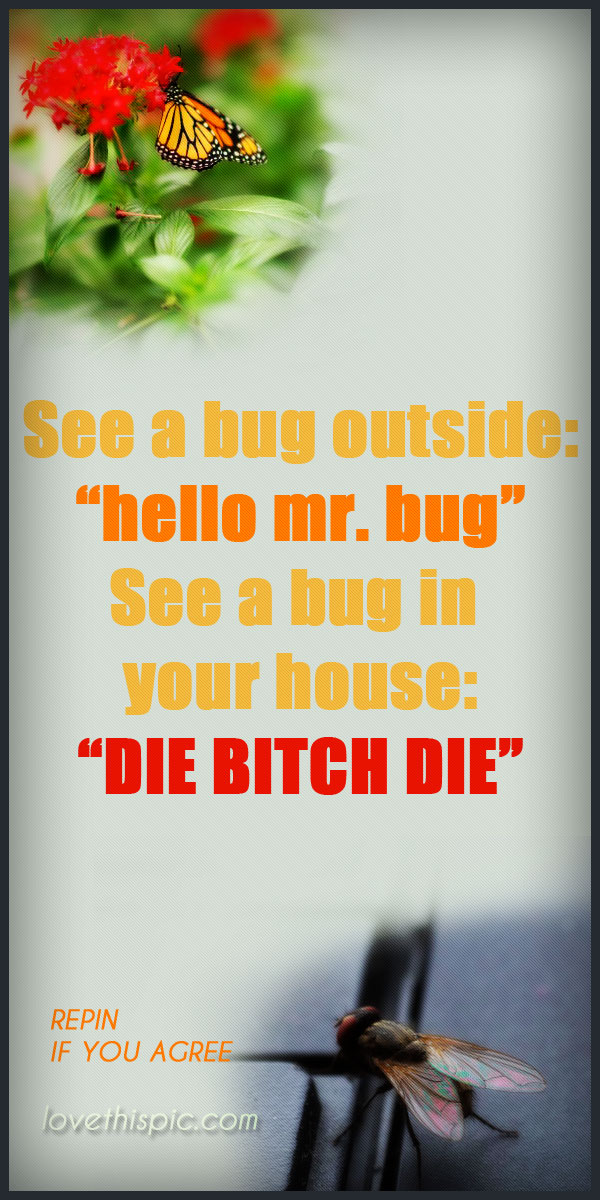 Bugs Bugs