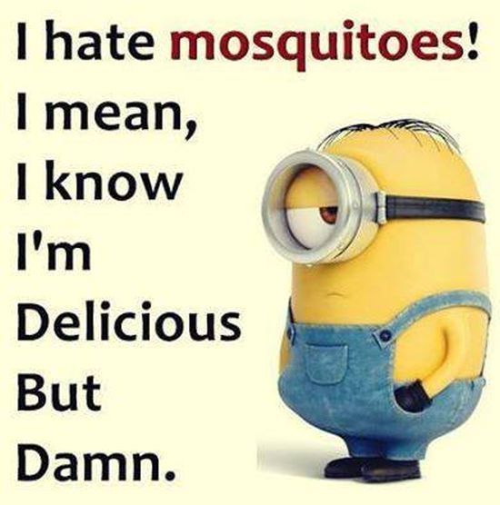 I Hate Mosquitoes! Pictures, Photos, and Images for Facebook, Tumblr
