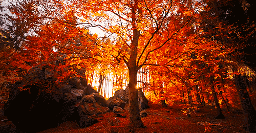 Autumn sun Autumn sun