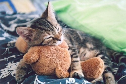 Cuddling kitten