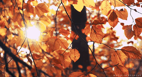 314756-Leaves-In-The-Sun.gif
