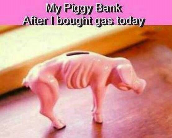 piggy bank piggy bank