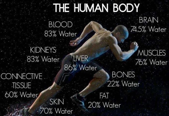 The human body