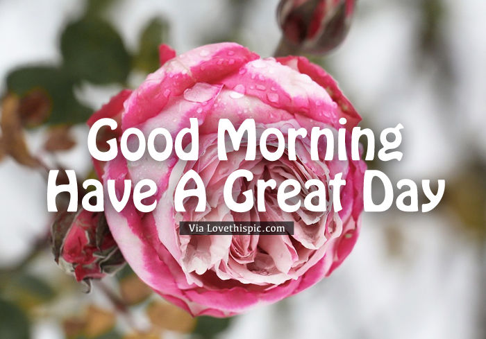 Good Morning Frosty Winter Flower Pictures, Photos, and Images for