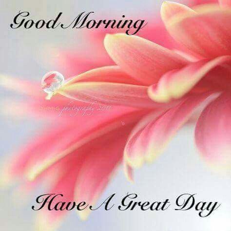 Good Morning Great Day Good Morning, Have A Great Day Pictures, Photos, And Images For Facebook,  Tumblr, Pinterest, And Twitter