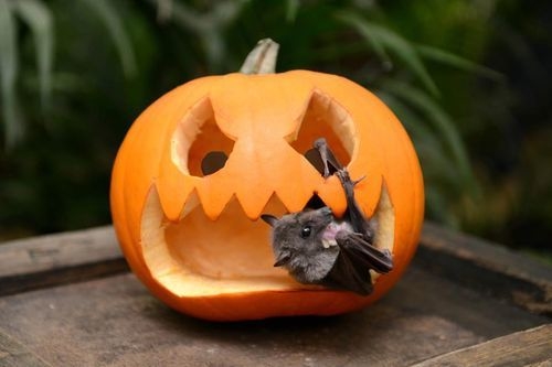 Bat in a pumpkin Bat in a pumpkin