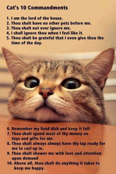 Cat's 10 Commandments Cat's 10 Commandments