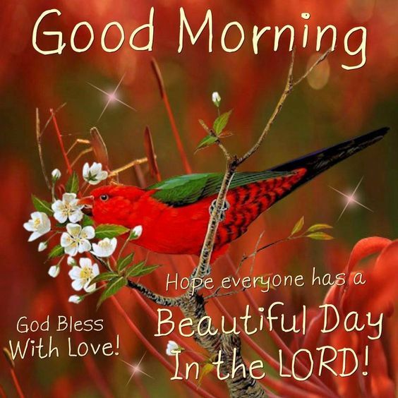 Red Bird Good Morning Wish Pictures, Photos, and Images for Facebook, Tumblr, Pinterest, and Twitter