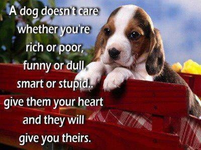 a dog