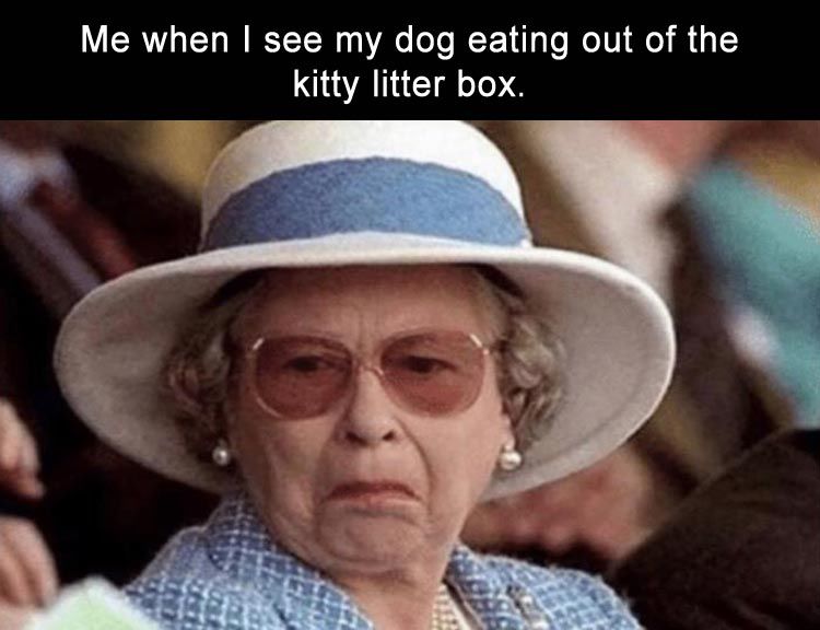 Why Is My Dog Eating Out Of The Litter Box