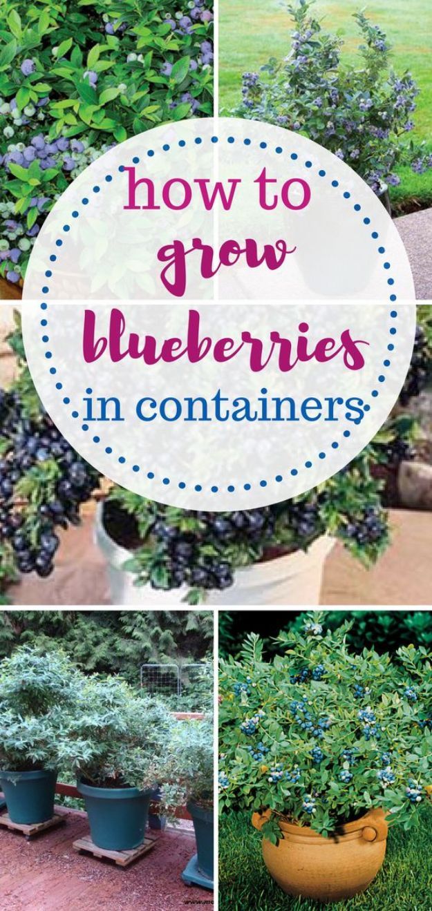 How To Grow Blueberries In Containers Pictures, Photos, and Images for