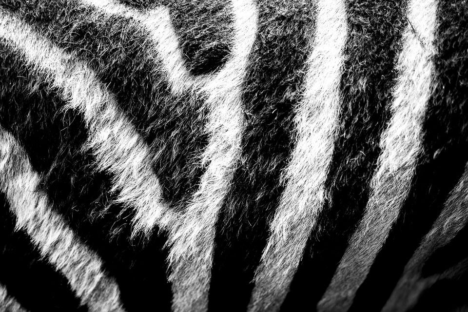 Close Up Of Zebra Fur Pictures, Photos, and Images for Facebook, Tumblr