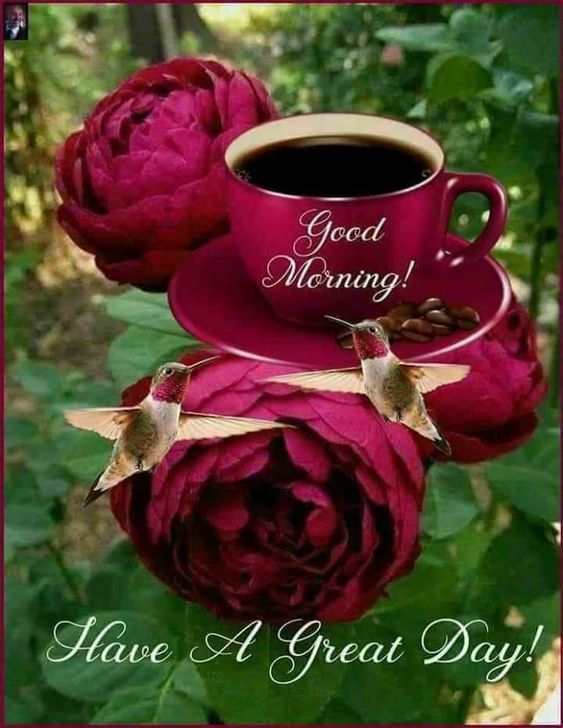 Good Morning Hummingbird Pictures, Photos, and Images for Facebook