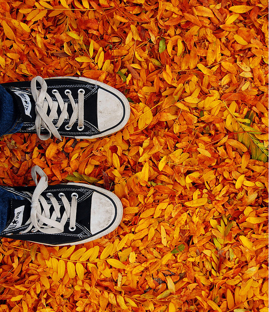 Leaves in the fall Leaves in the fall