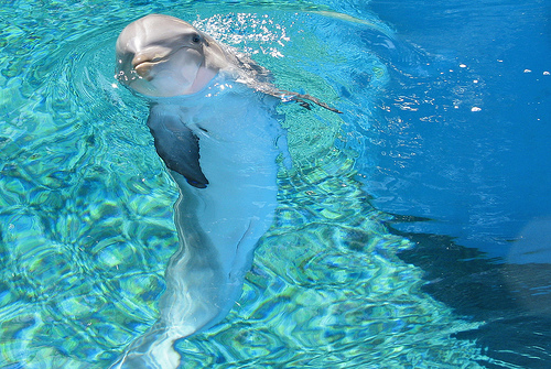 Happy Dolphin
