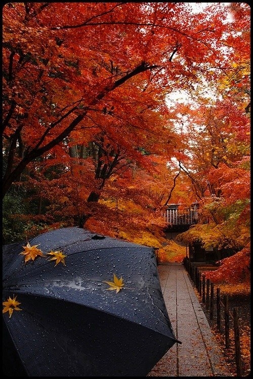 Pretty Autumn Day in the Park