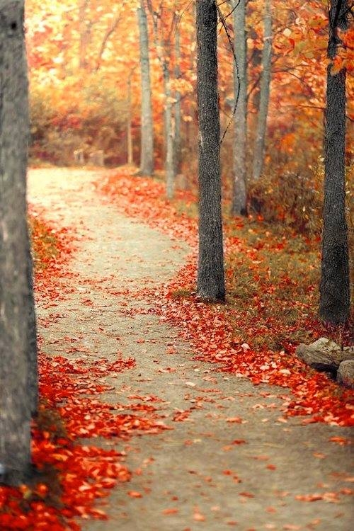 Fallen Leaves Decorate Forest Path Fallen Leaves Decorate Forest Path