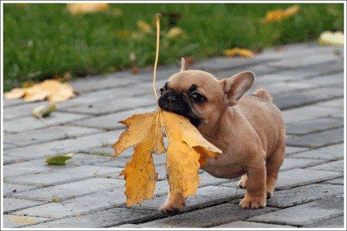Autumn Cutie