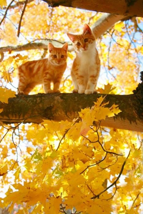 Autumn Kitties Autumn Kitties