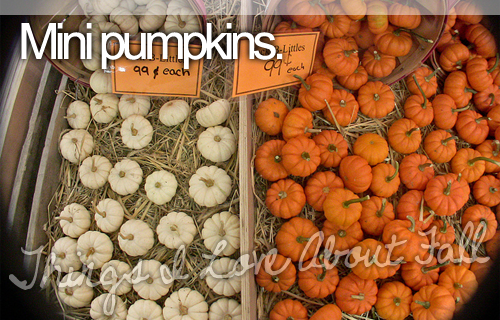 Mini Pumpkins Mini Pumpkins