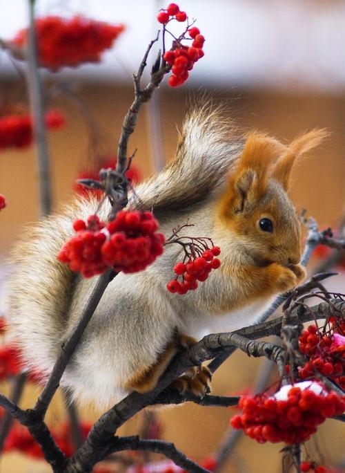 Squirrel and Red Berries Squirrel and Red Berries