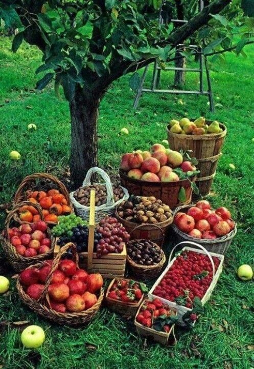 Fall Harvest Fall Harvest