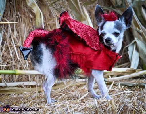 Little devil