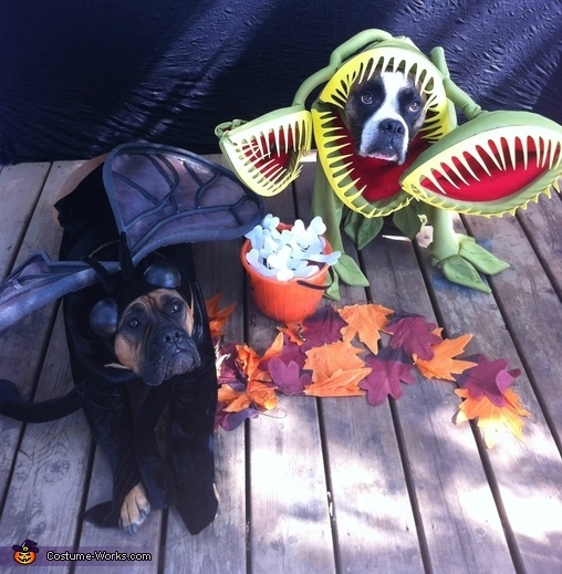Venus fly trap and fly dog costumes Venus fly trap and fly dog costumes