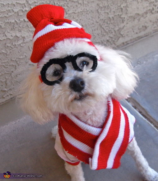 Where's Waldo costume Where's Waldo costume