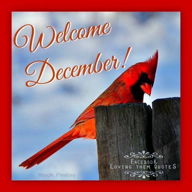 Cardinal December Pictures, Photos, and Images for Facebook