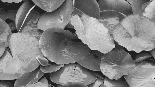 Rain falling on leaves