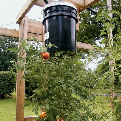 Topsy-Turvy Tomatoes Topsy-Turvy Tomatoes