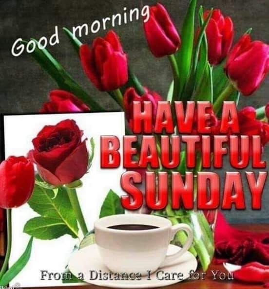 Tulip Beautiful Sunday Pictures, Photos, and Images for Facebook