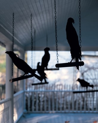 Ravens in waiting
