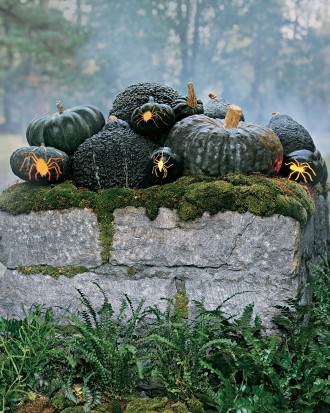 Spider Squash Spider Squash