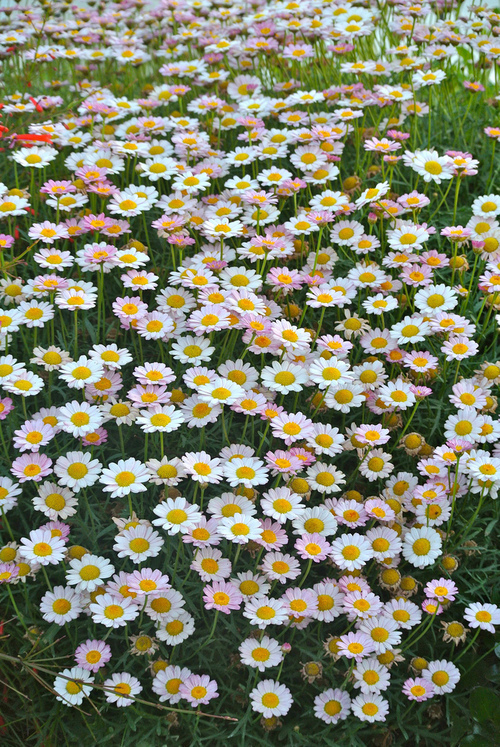 Daisies in the summer