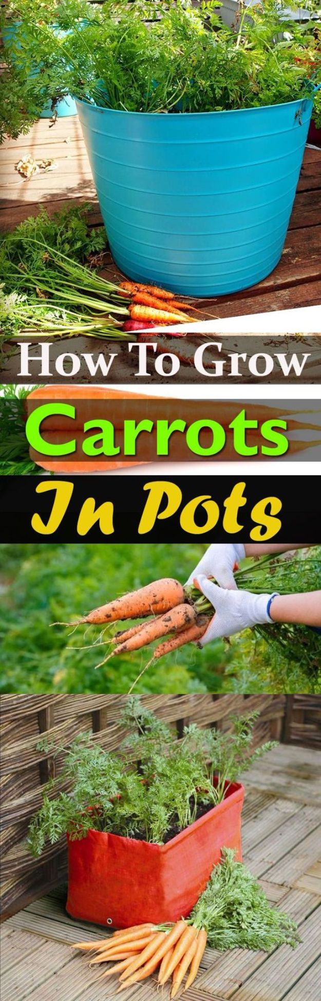 How To Grow Carrots In Pots Pictures, Photos, and Images for Facebook