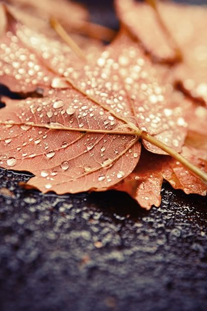 Macro wet leaf Macro wet leaf